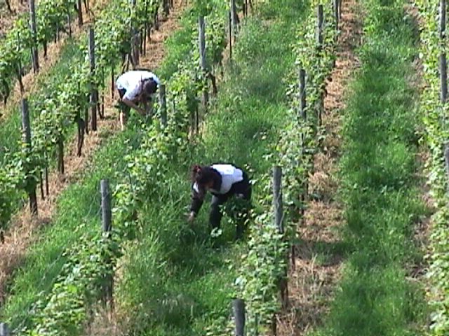 Weeding_the_grapes.jpg